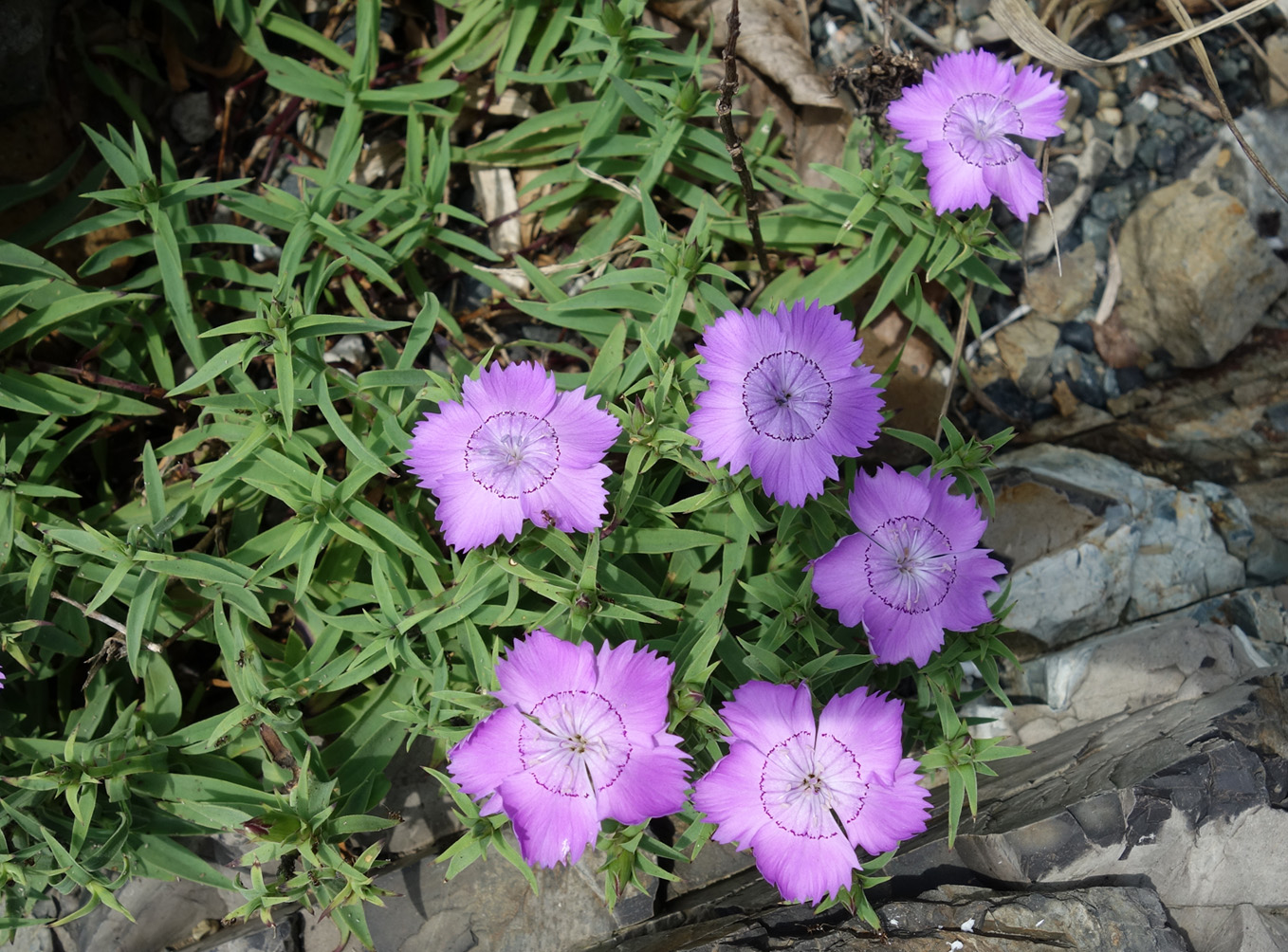 Image of Dianthus chinensis specimen.