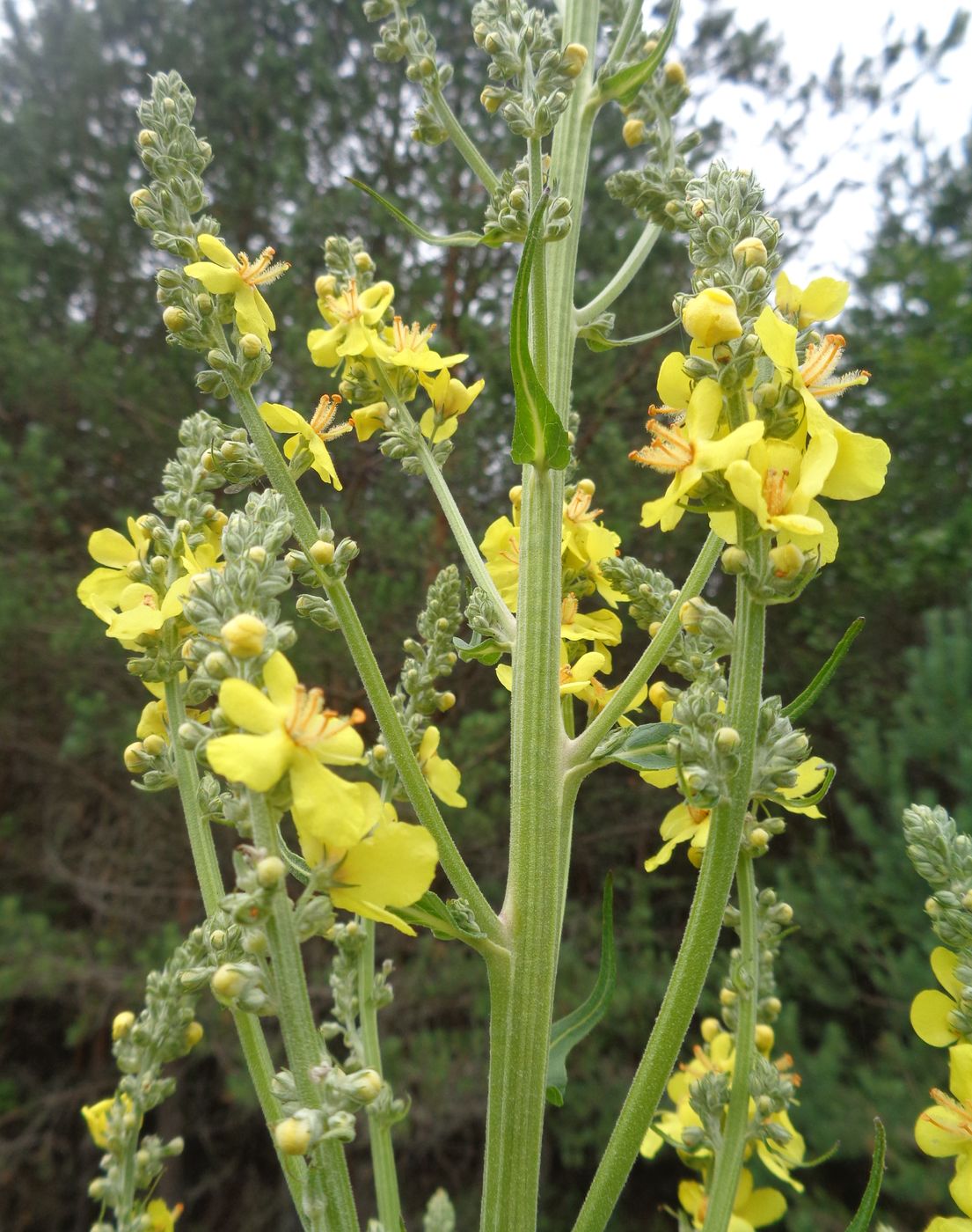 Image of Verbascum lychnitis specimen.