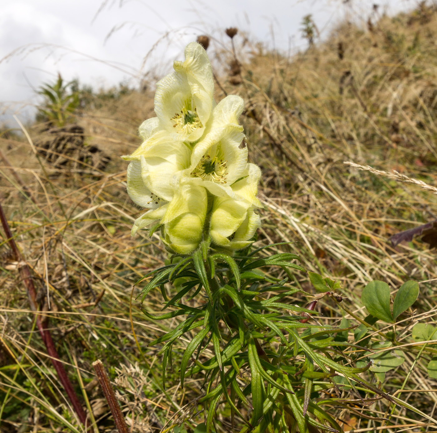 Изображение особи Aconitum confertiflorum.