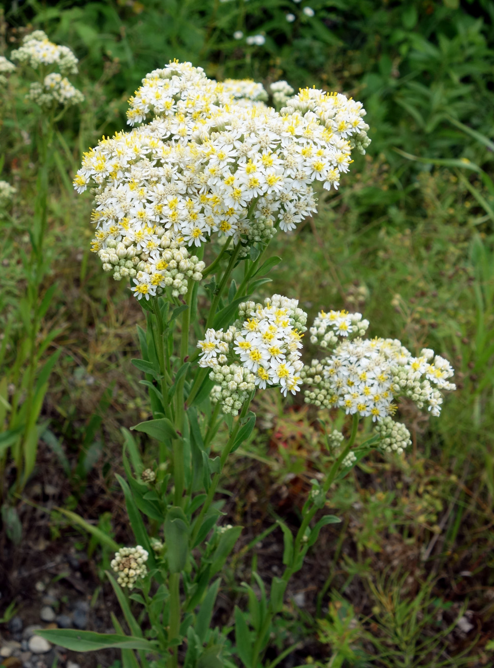 Image of Turczaninowia fastigiata specimen.