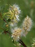 Salix starkeana. Вызревшие соплодия с раскрывающимися плодами. Ленинградская обл., Лужский р-н, пойма р. Луга у дер. Кемка. 10.06.2010.