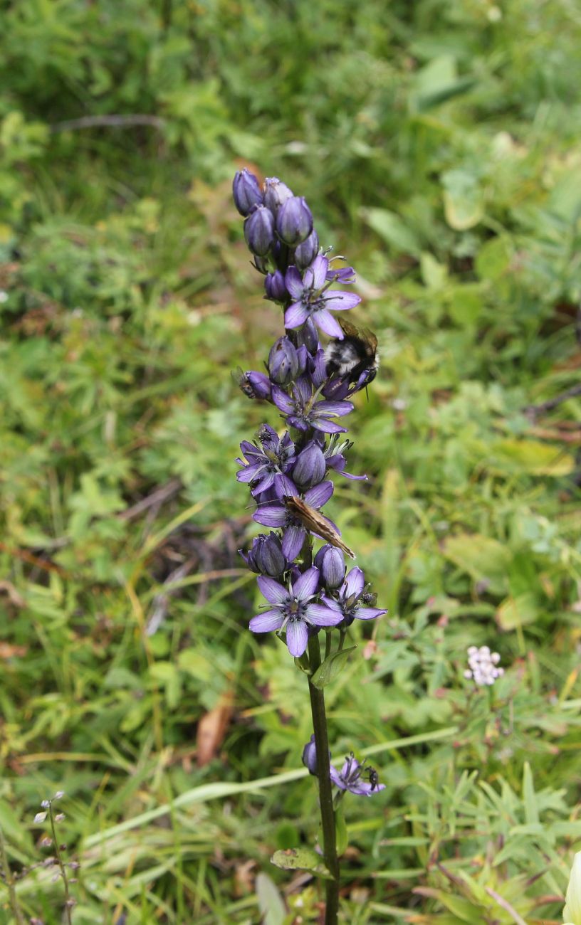 Image of Swertia obtusa specimen.