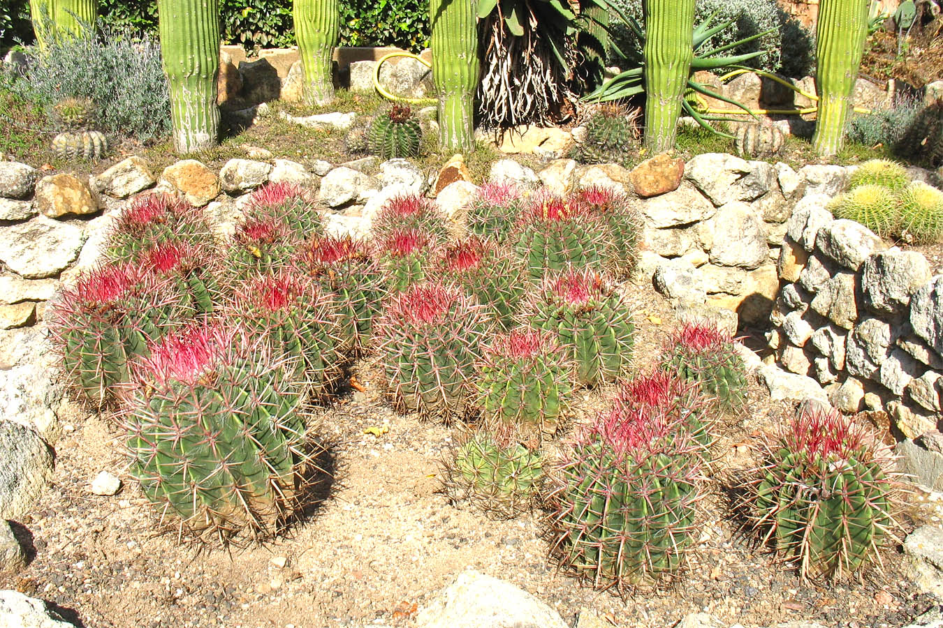 Изображение особи род Ferocactus.