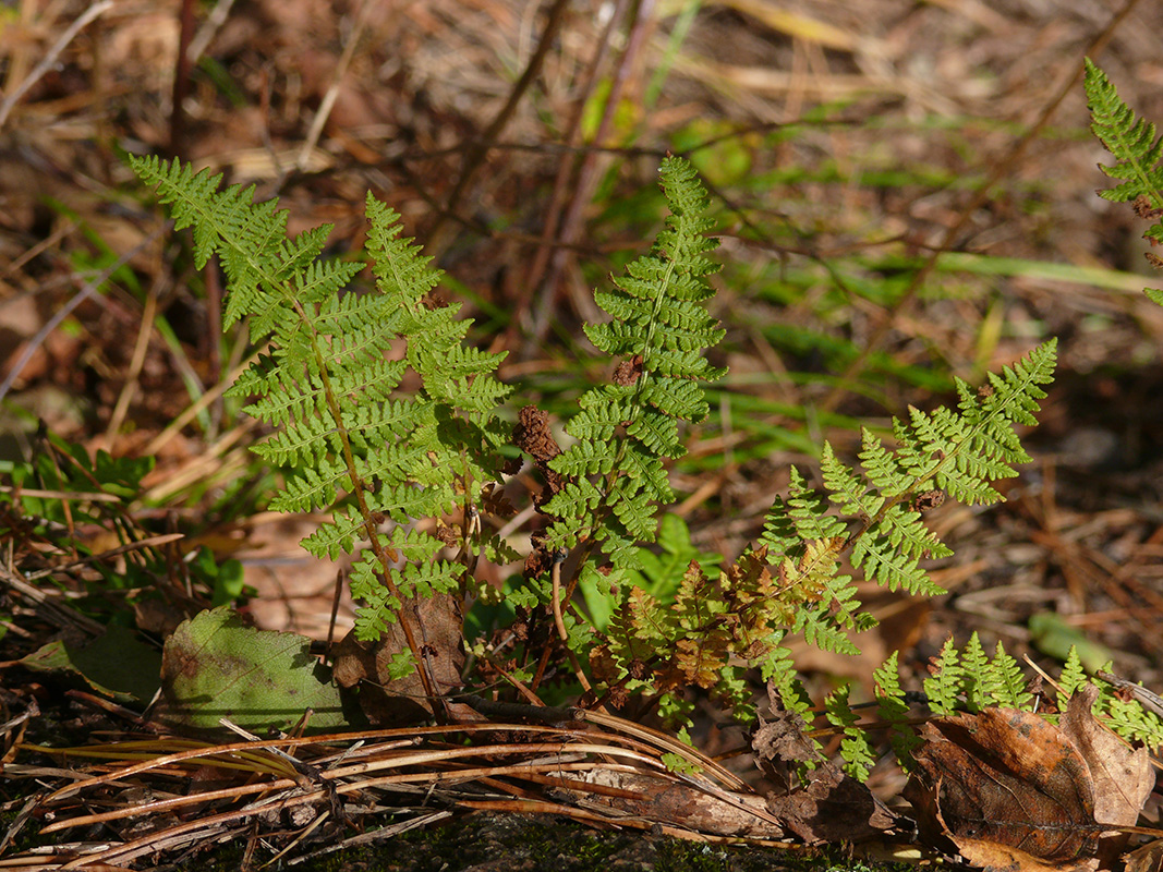 Image of Woodsia calcarea specimen.