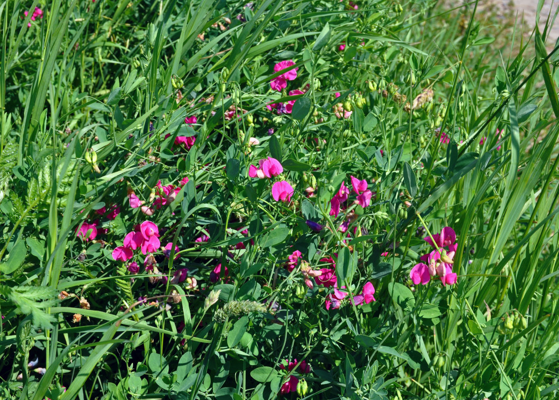 Изображение особи Lathyrus tuberosus.