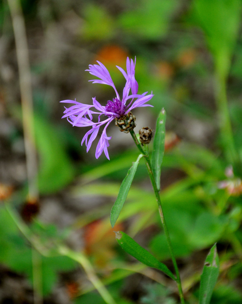 Image of Centaurea jacea specimen.