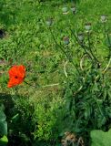 Papaver setiferum. Цветущее и плодоносящее растение. Московская обл., г. Железнодорожный, в культуре. 19.06.2020.