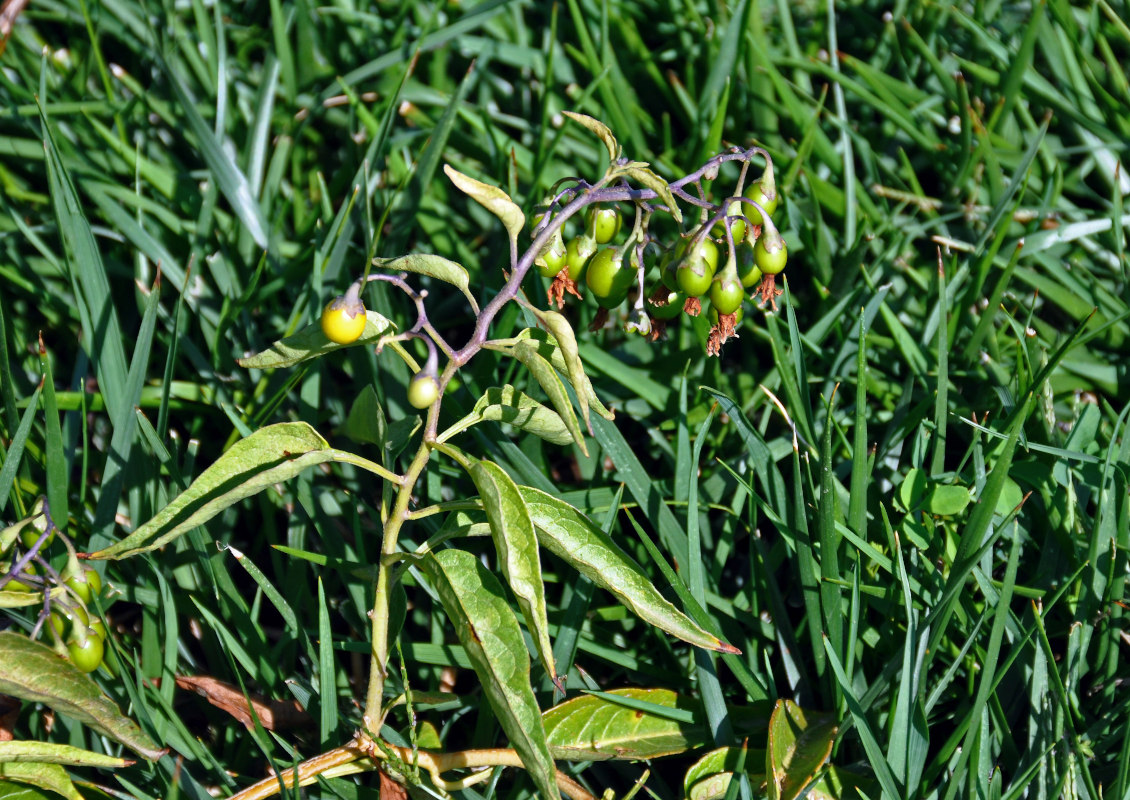 Image of Solanum dulcamara specimen.