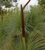 Xanthorrhoea glauca. Верхушка растения с соплодием. Испания, Каталония, провинция Барселона, г. Барселона, ботанический сад (Jardi Botanic de Barcelona). Январь.