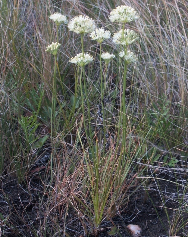 Image of Allium flavescens specimen.