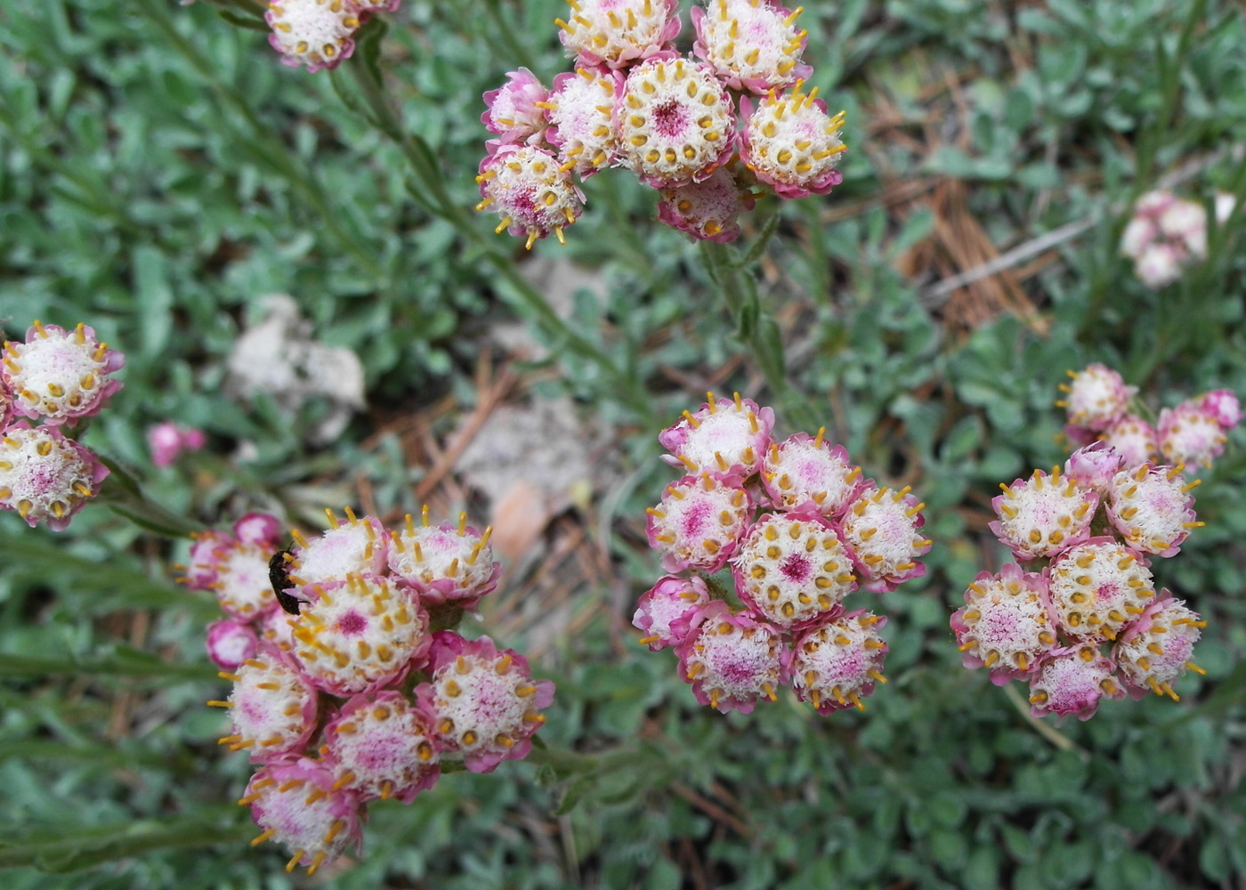 Изображение особи Antennaria dioica.