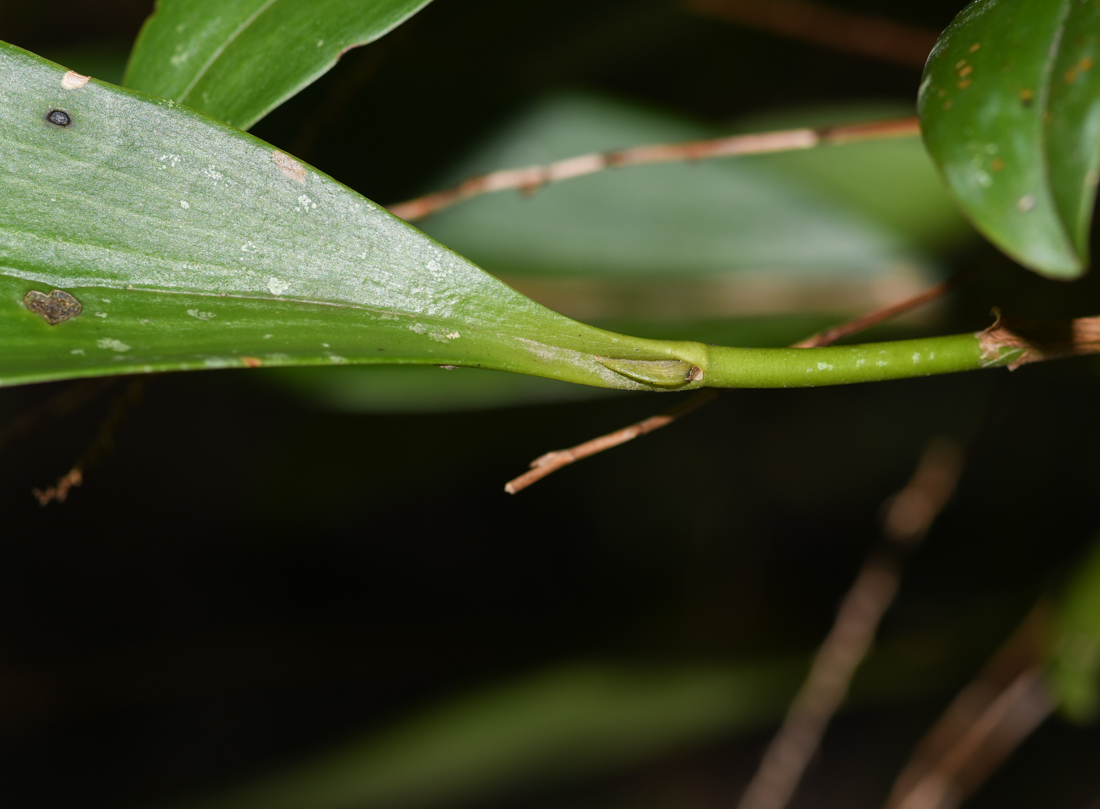 Image of genus Stelis specimen.