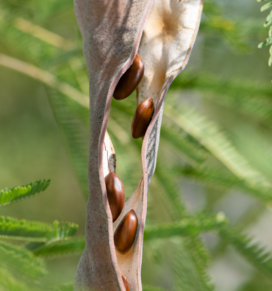 Image of Senegalia berlandieri specimen.