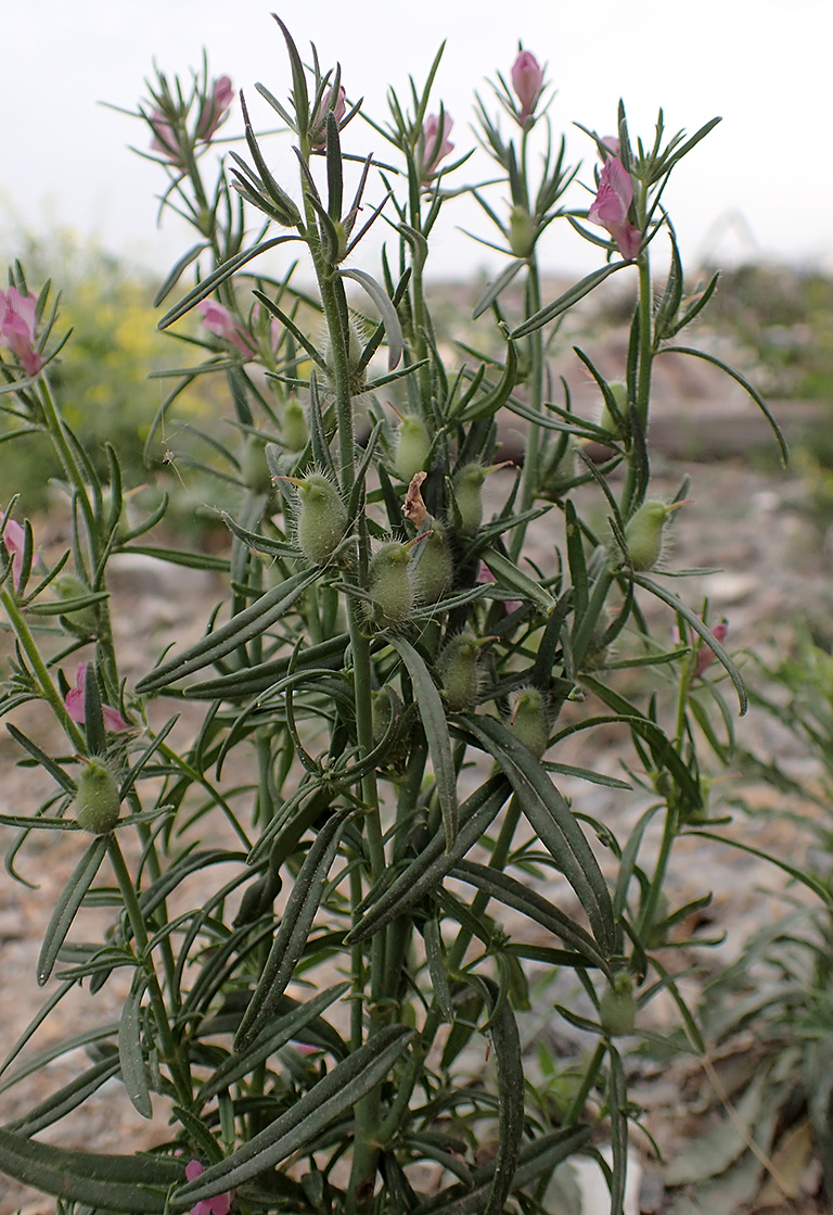 Image of Misopates orontium specimen.