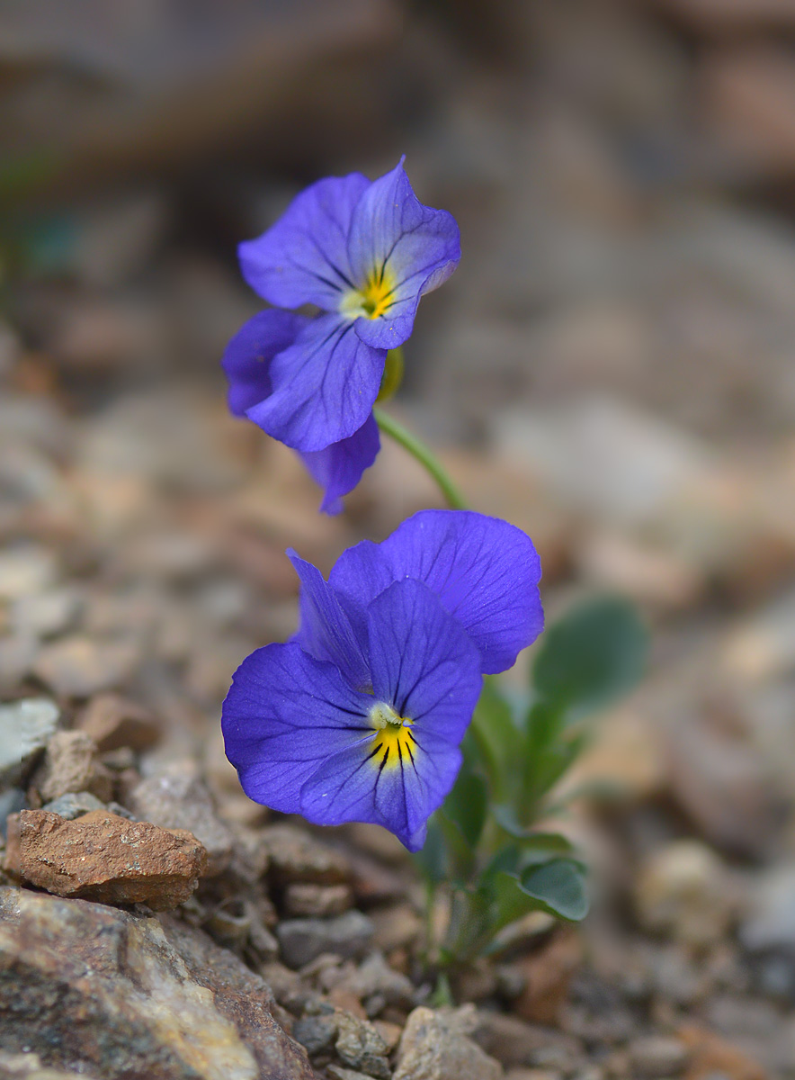 Изображение особи Viola oreades.