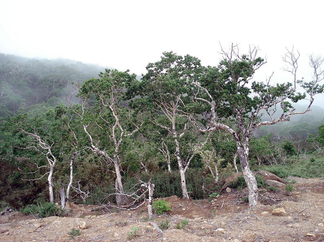 Image of Betula ermanii specimen.