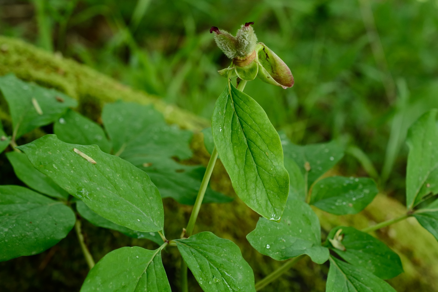 Изображение особи Paeonia caucasica.