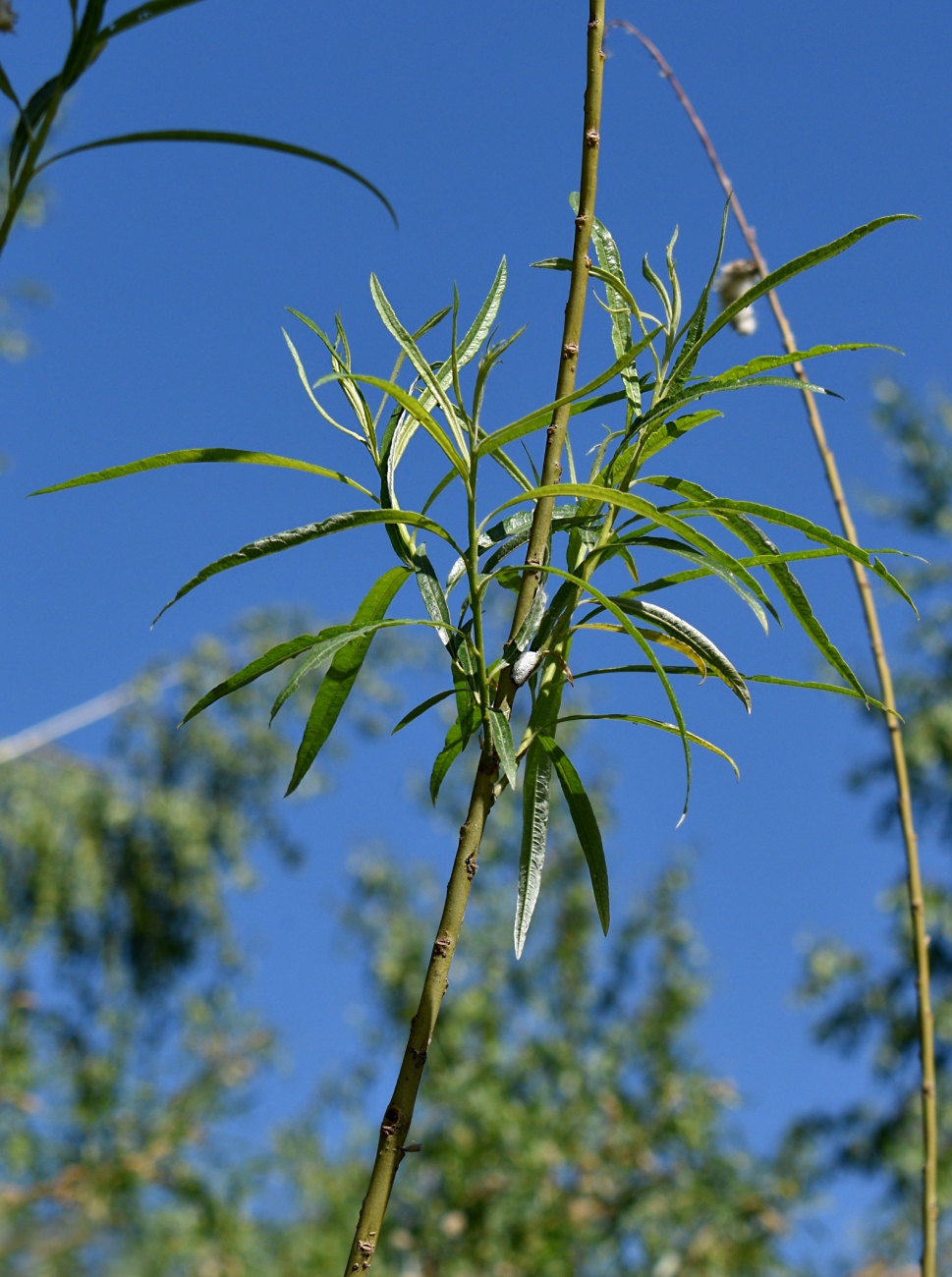 Image of genus Salix specimen.