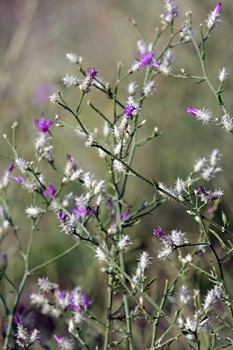 Image of Centaurea pseudosquarrosa specimen.