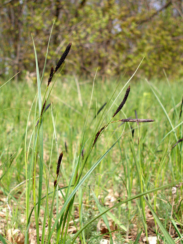 Image of Carex melanostachya specimen.