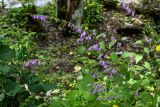 Campanula rapunculoides