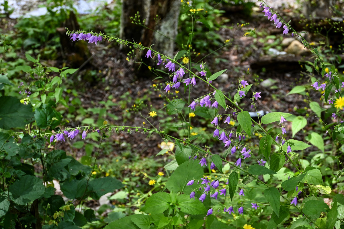 Image of Campanula rapunculoides specimen.