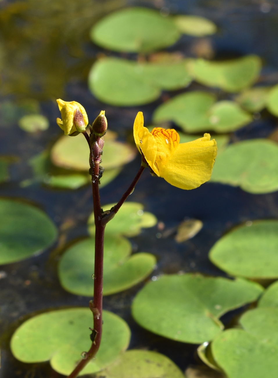 Изображение особи Utricularia australis.