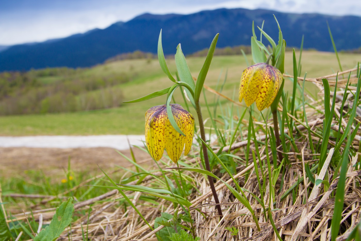 Image of Fritillaria ophioglossifolia specimen.