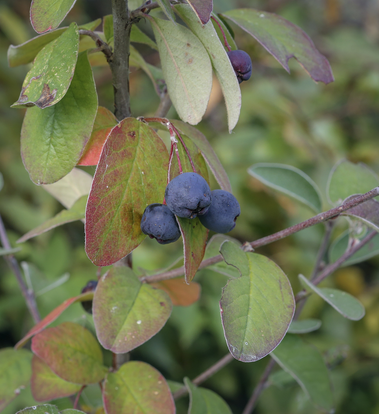 Image of Cotoneaster melanocarpus specimen.