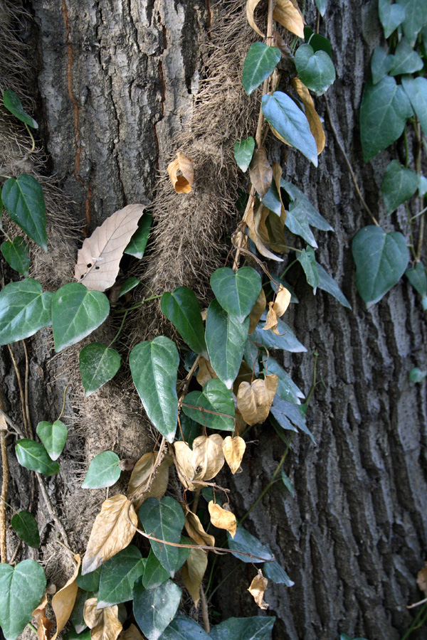 Image of Hedera colchica specimen.