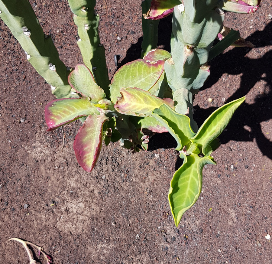 Image of Euphorbia neococcinea specimen.