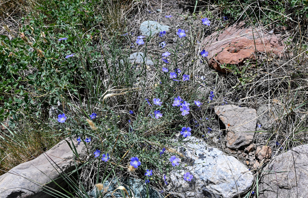 Image of Linum altaicum specimen.