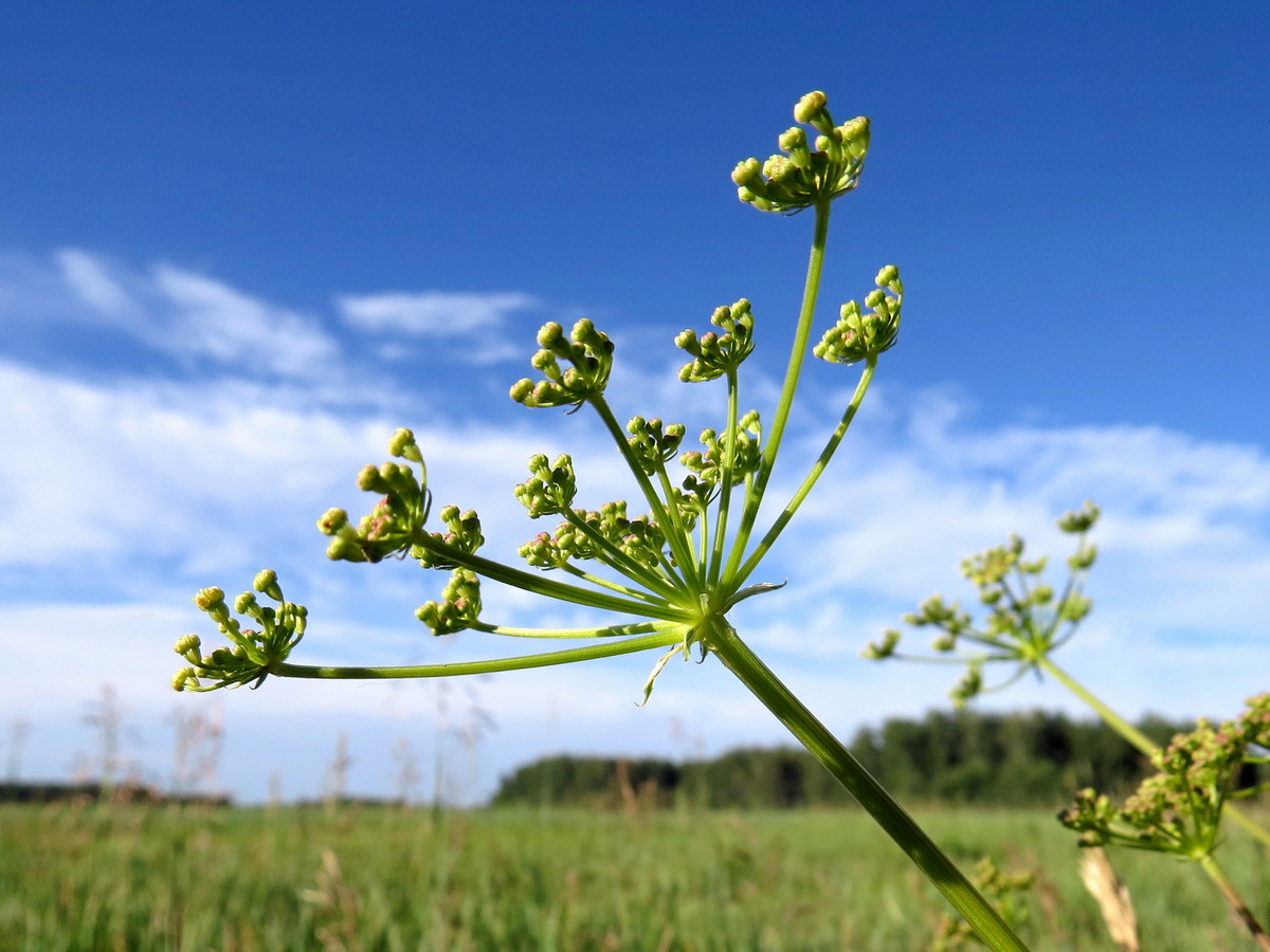 Изображение особи Xanthoselinum alsaticum.