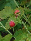 Rubus idaeus