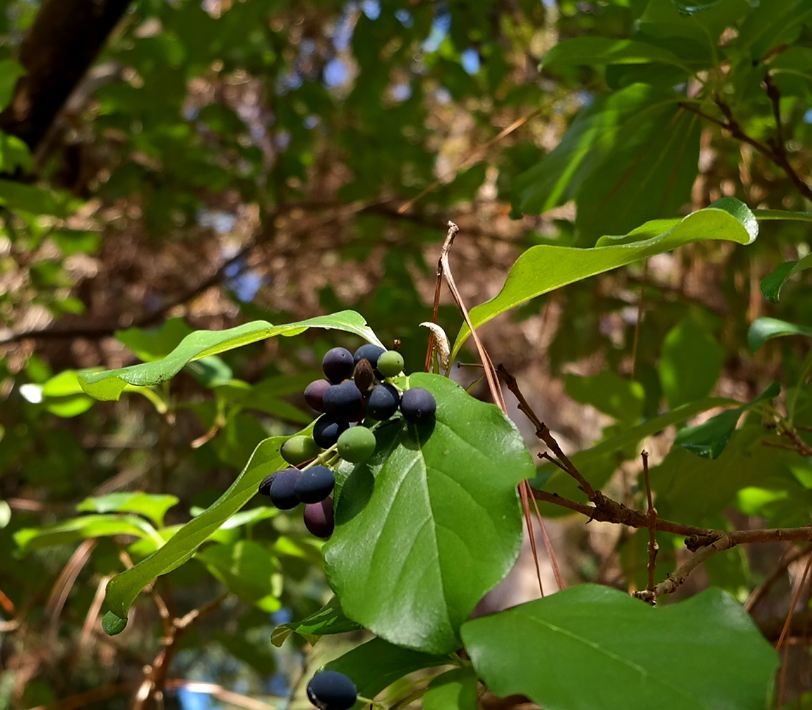 Image of Chionanthus retusus specimen.