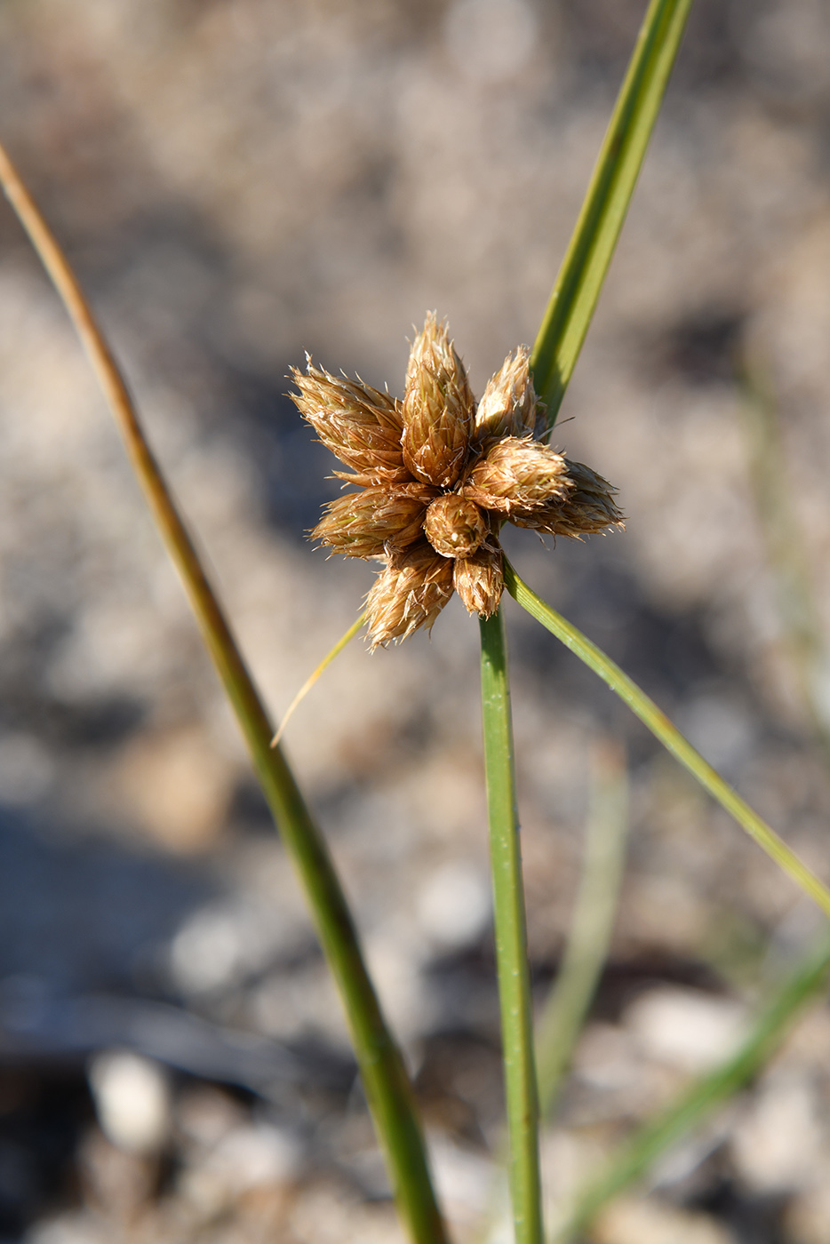 Image of Bolboschoenus popovii specimen.