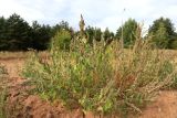 Amaranthus retroflexus