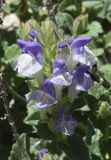 Scutellaria alpina. Соцветие. Испания, автономное сообщество Каталония, провинция Барселона, комарка Бергеда, муниципалитет Сальдес, подножие горы Педрафорка, окр. смотр. площадки \"Гресолет\", 1557 м н.у.м., подножие осыпи на склоне восточной экспозиции. 05.06.2022.