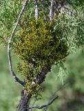 Arceuthobium oxycedri. Вегетирующее растение на ветви Juniperus. Киргизия, Джалал-Абадская обл., Западный Тянь-Шань, берег оз. Ири-Кёль, ≈ 1800 м н.у.м., субальпийский луг. 15.07.2022.