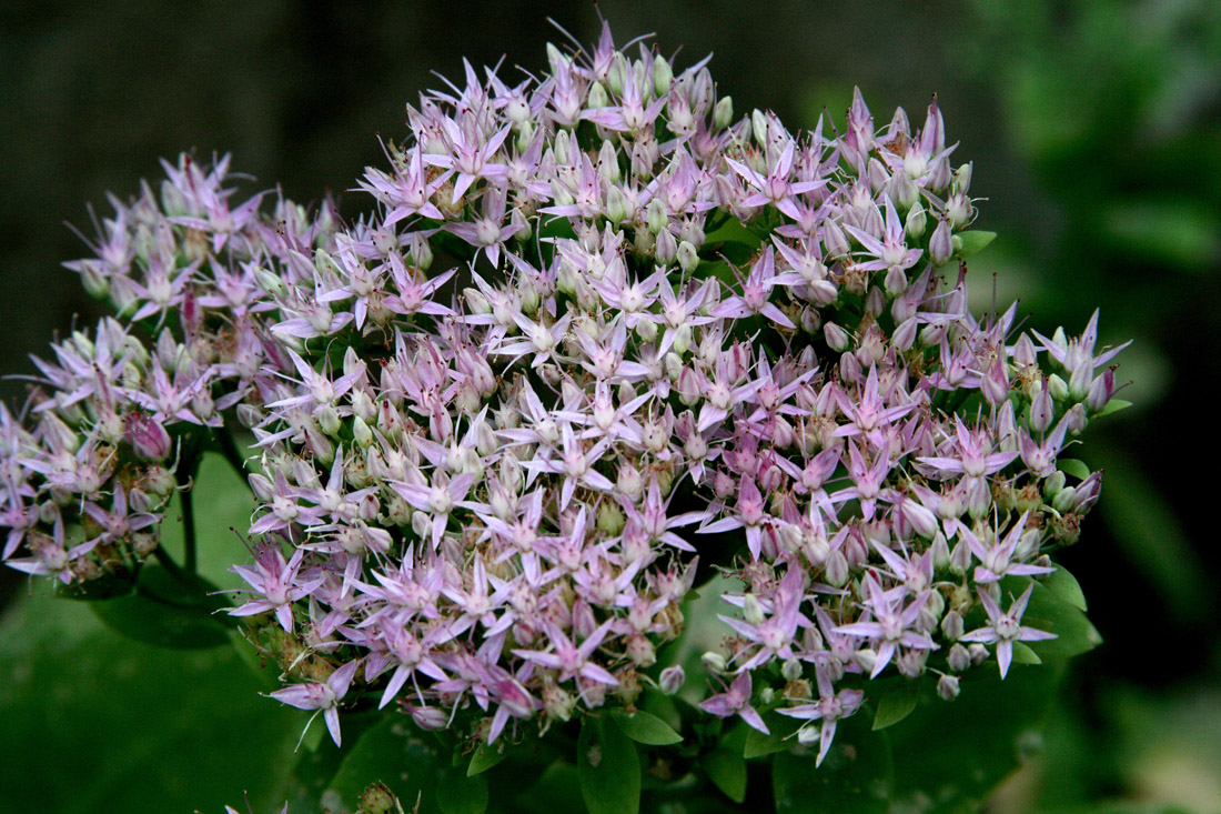 Image of Hylotelephium spectabile specimen.