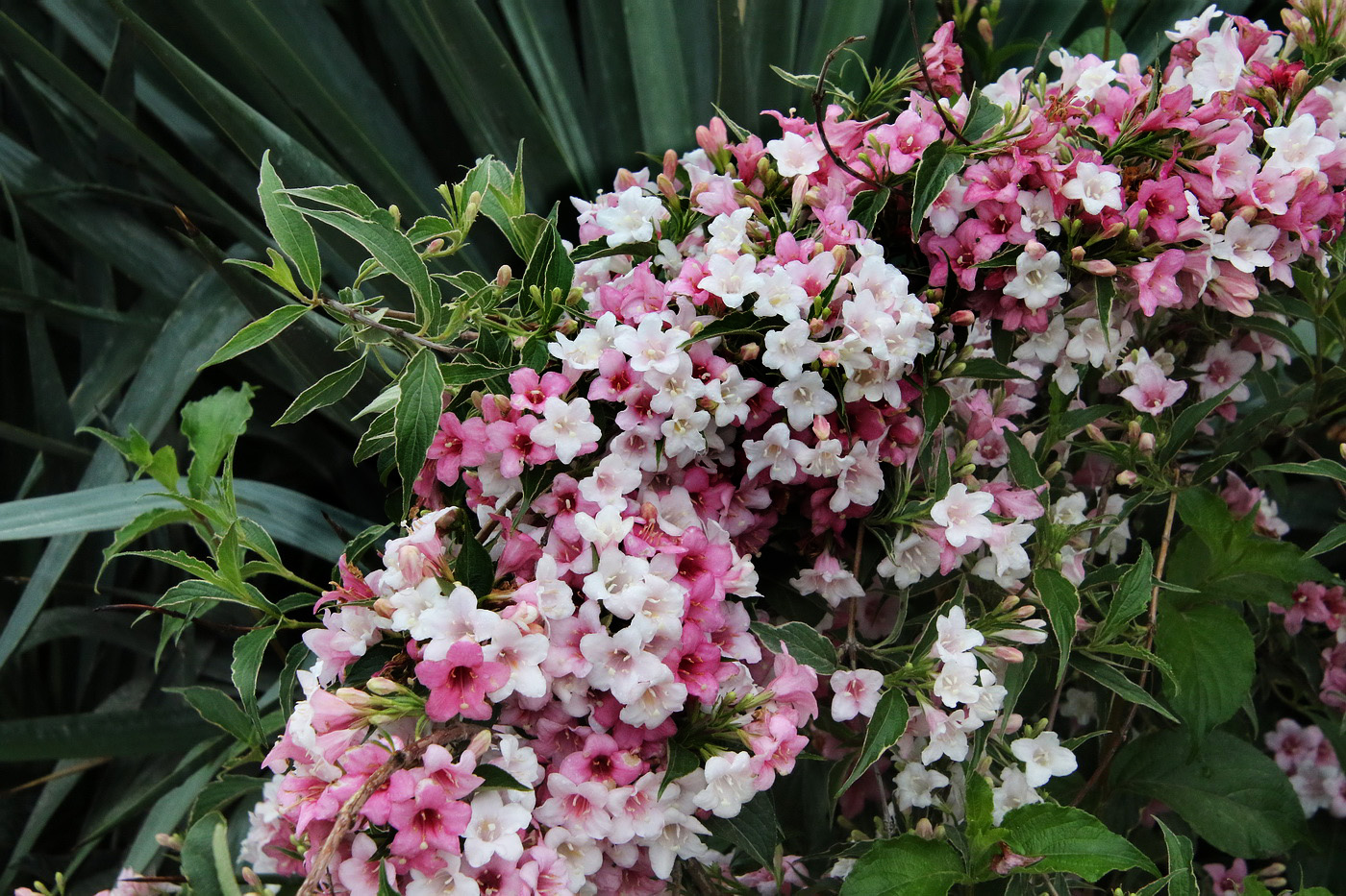 Image of Weigela floribunda specimen.