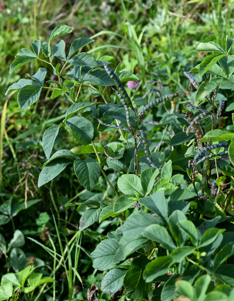 Image of Thermopsis lupinoides specimen.