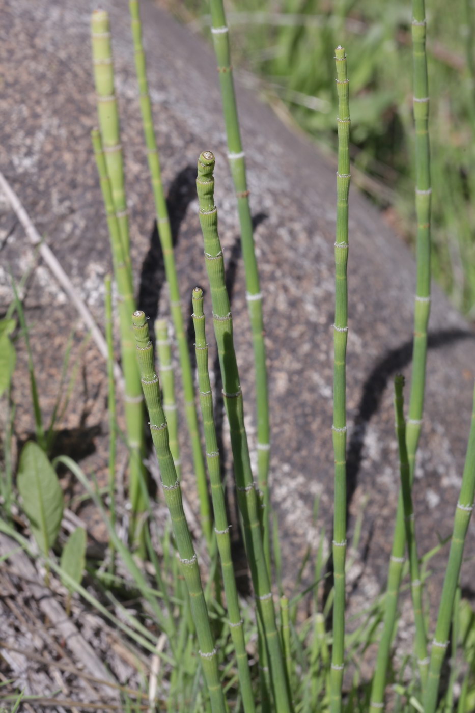 Image of Equisetum ramosissimum specimen.