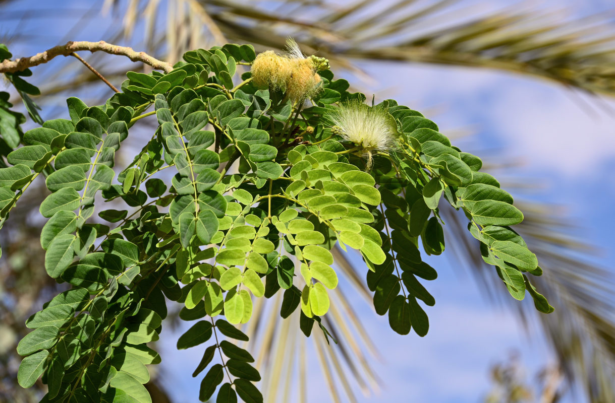 Image of Albizia lebbeck specimen.