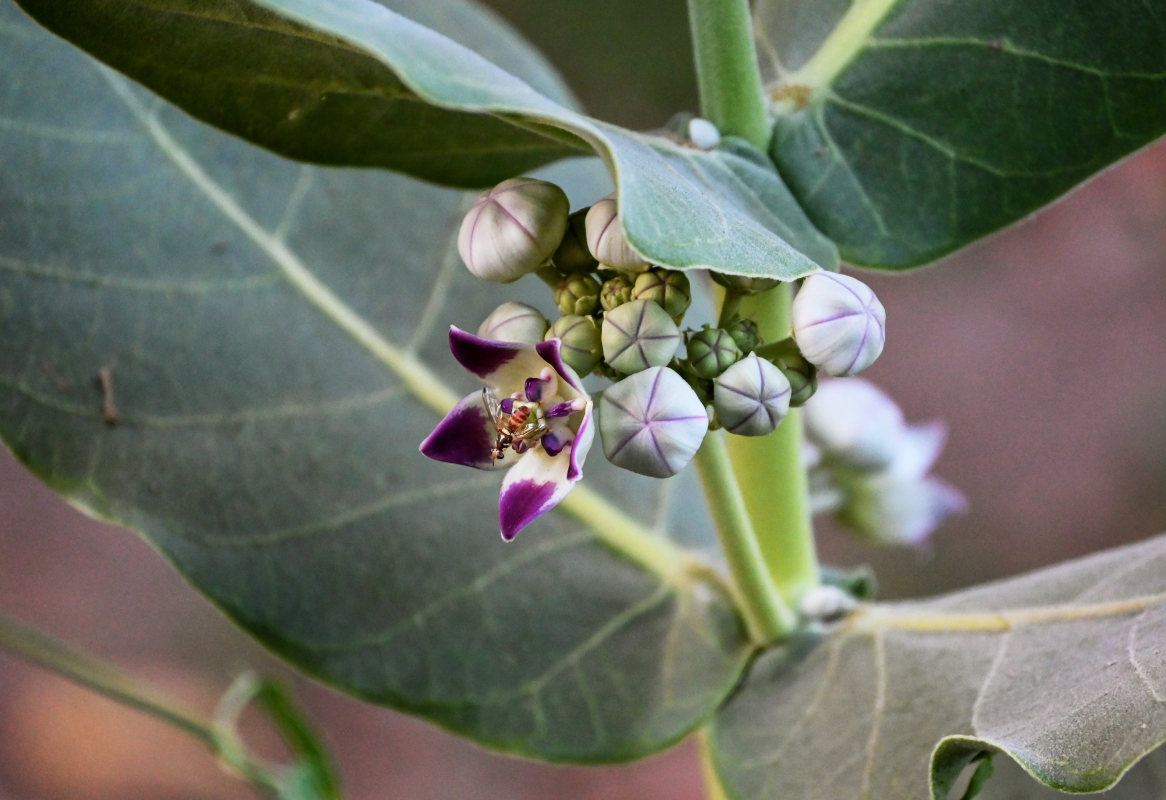 Изображение особи Calotropis procera.