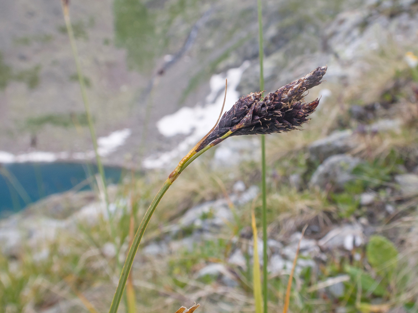 Image of Carex acrifolia specimen.