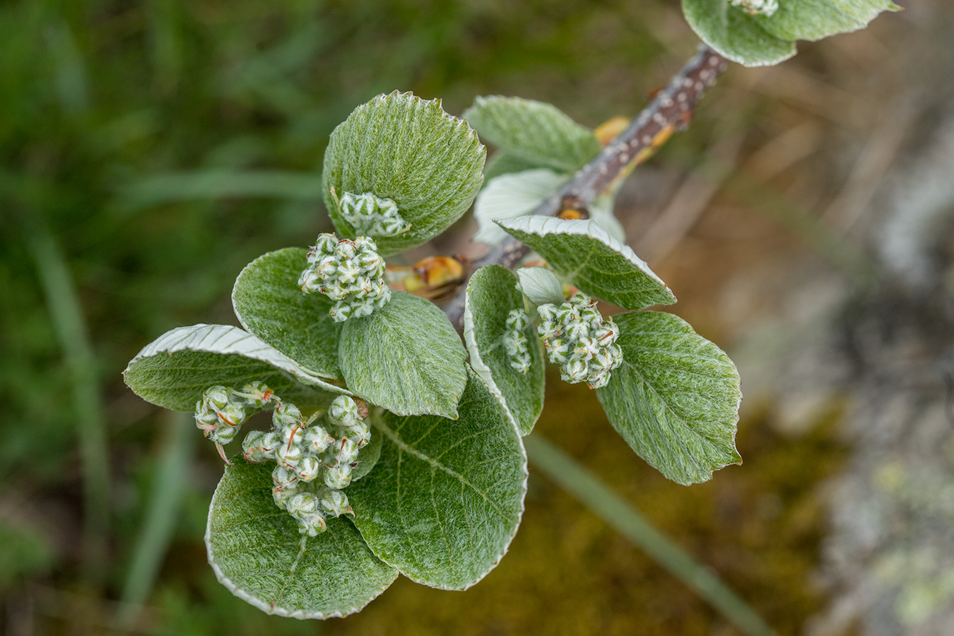 Изображение особи род Sorbus.