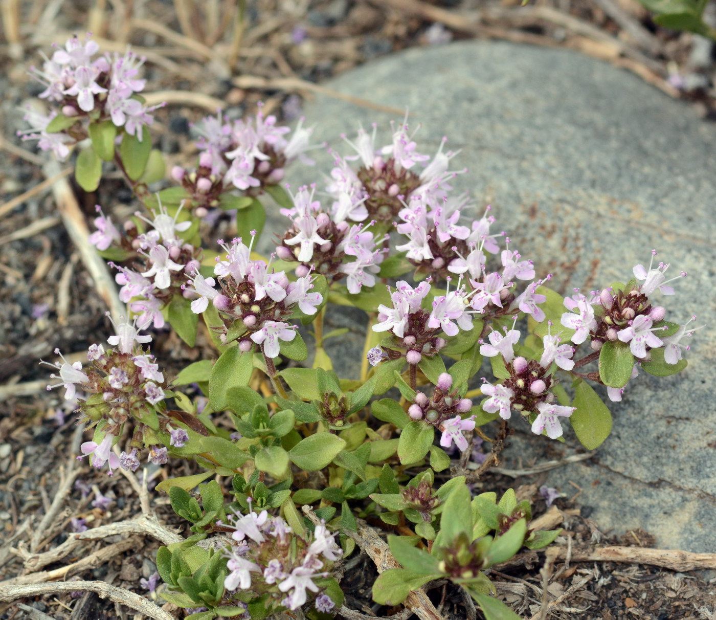 Изображение особи Thymus seravschanicus.