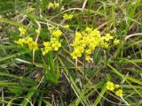 Draba sibirica. Цветущие растения. Восточный Казахстан, Южный Алтай, хр. Сарымсакты, пер. Бурхат, ≈ 2200 м н.у.м., горная тундра, край ерника, на муравейнике. 23 июня 2023 г.