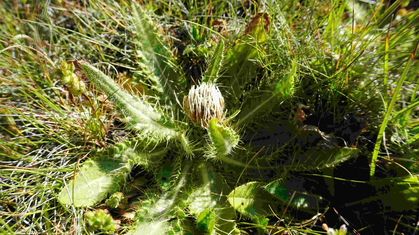 Изображение особи Cirsium rhizocephalum.